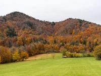 Herbstwald bei Aschau in voller Farbenpracht